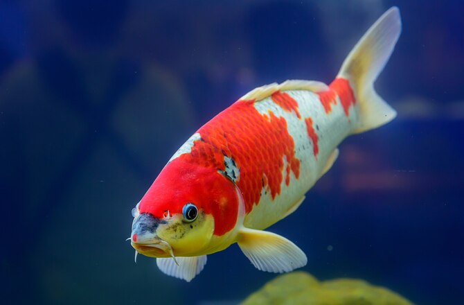 A Guide to Koi and Other Pond Fish Varieties